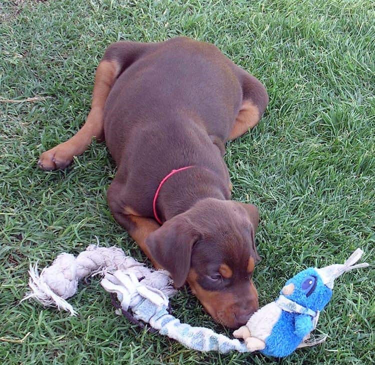 Dobe pups