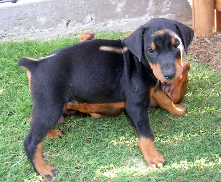 Dobie pup