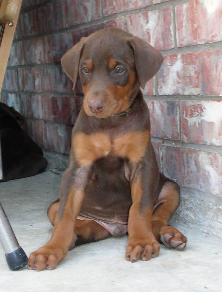 Dobe pup