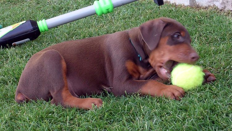 dobe puppies