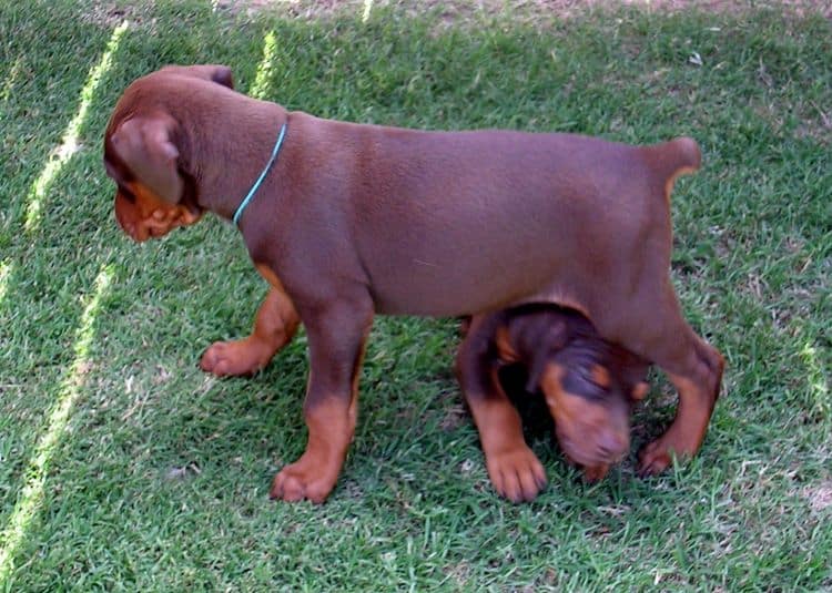 dobe pup