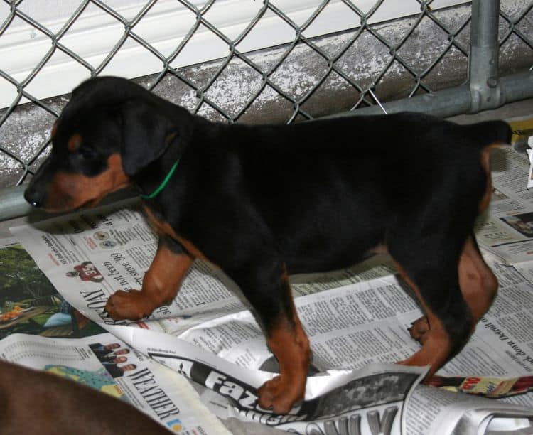 Dobe puppy