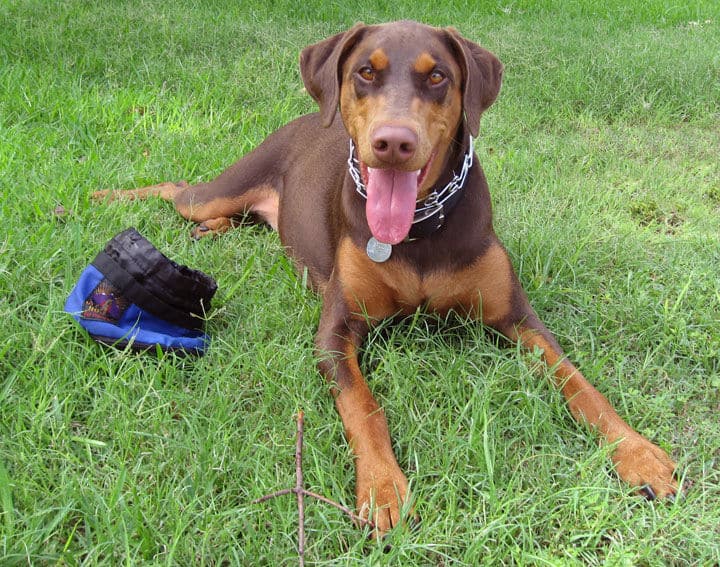 red and rust female doberman