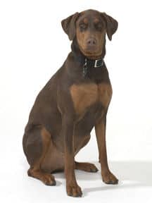 red and rust female doberman