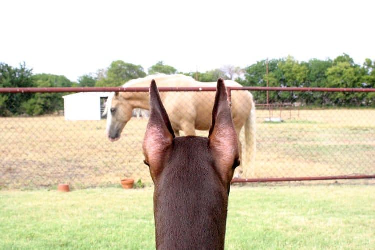 red female Doberman and horse