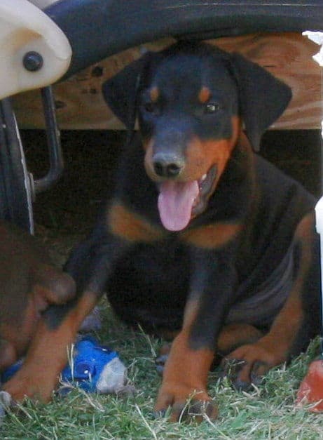 Doberman Puppy