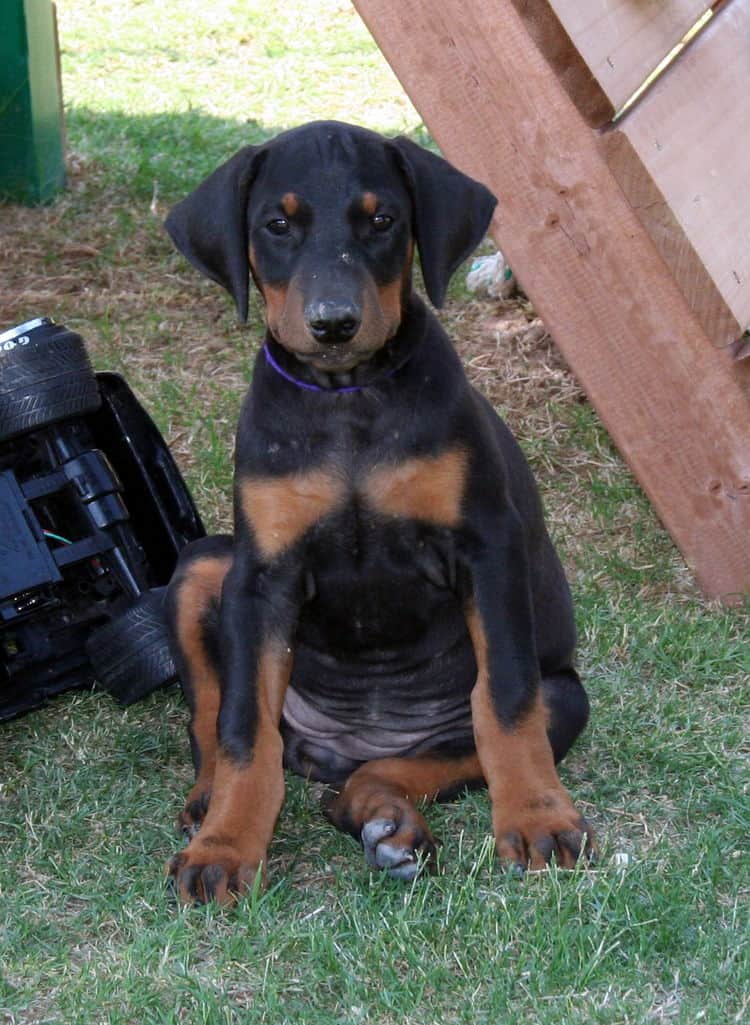 Doberman Pinscher pup