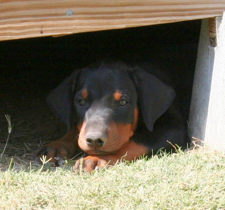 Dobe pup