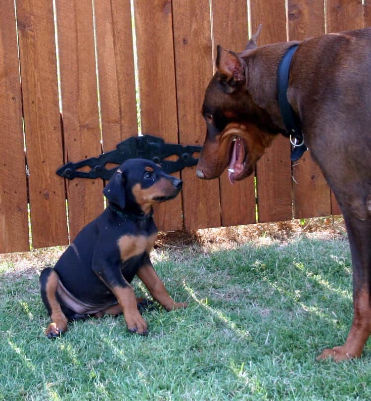 Doberman Pinscher pup