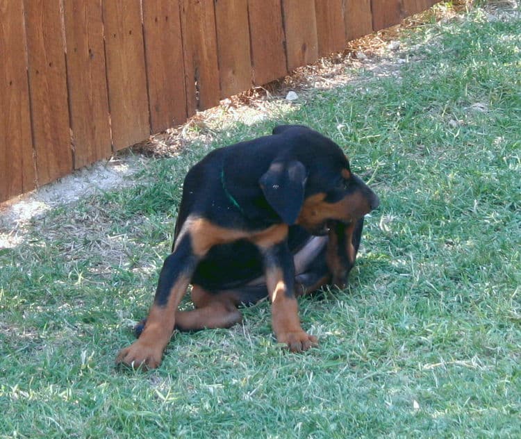 Dobie puppy