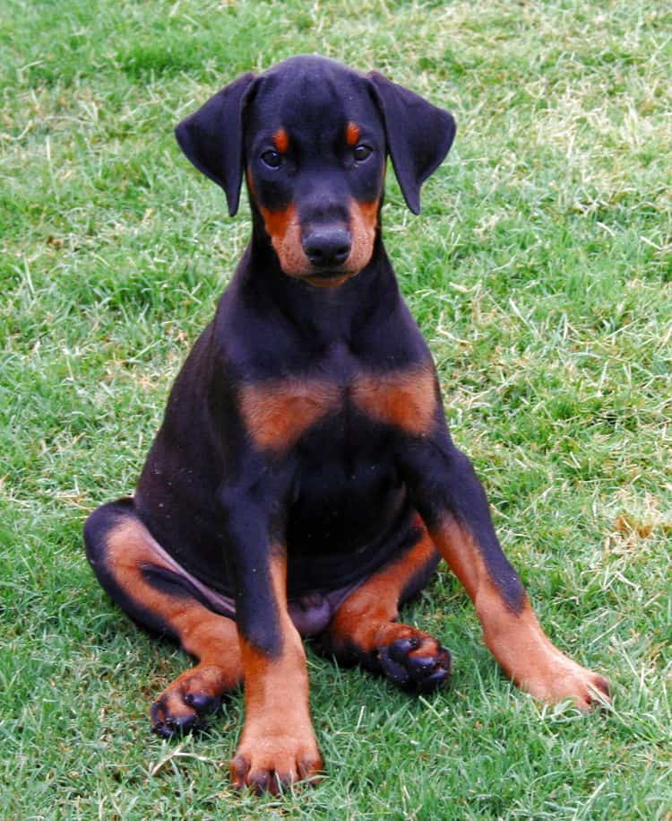 Garrett's Dobermans Puppy Site