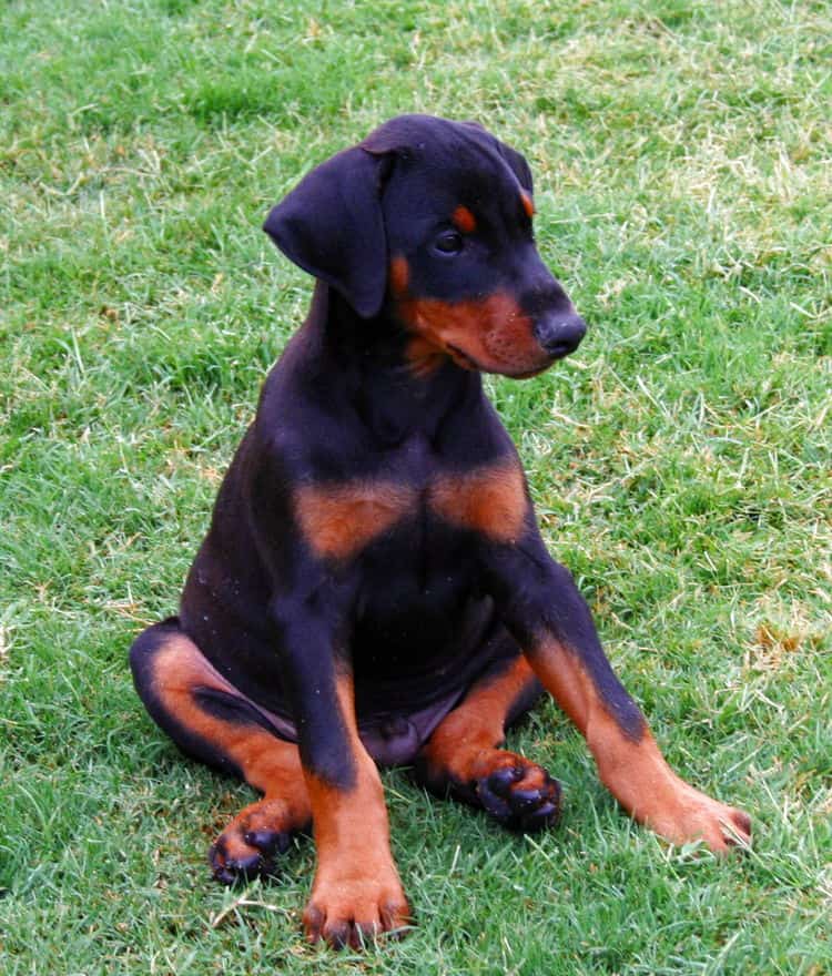 Doberman pup