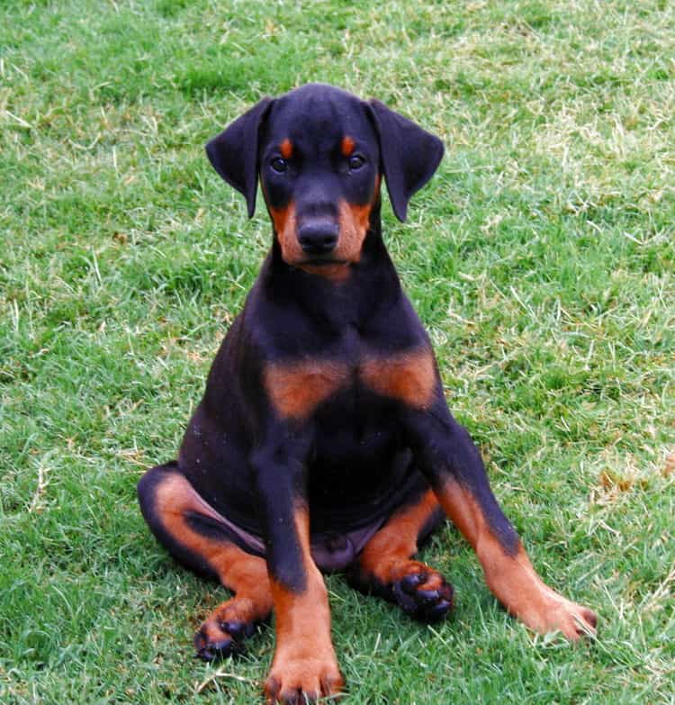 Doberman Pinscher puppy.