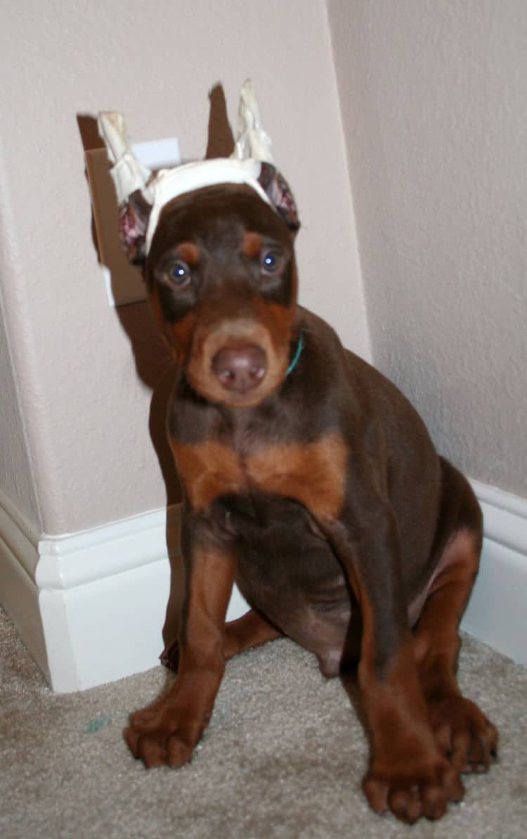 Doberman Pinscher pup