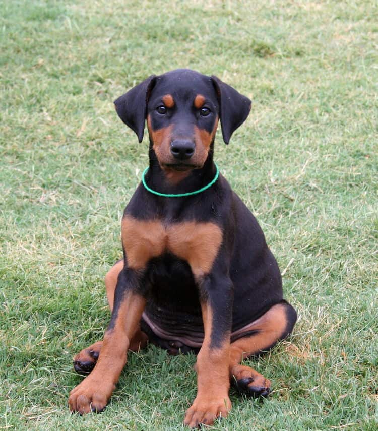 Female Doberman puppy