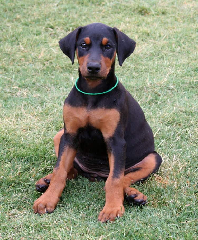 Garrett's Dobermans Puppy Site