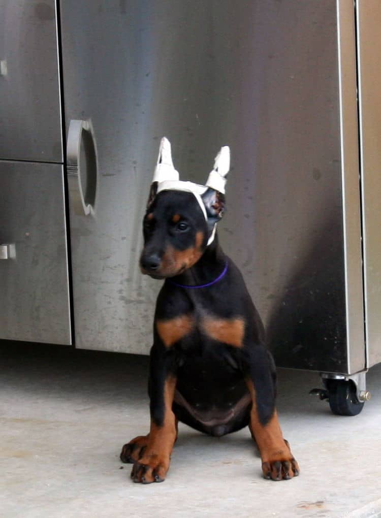 Dobie pup