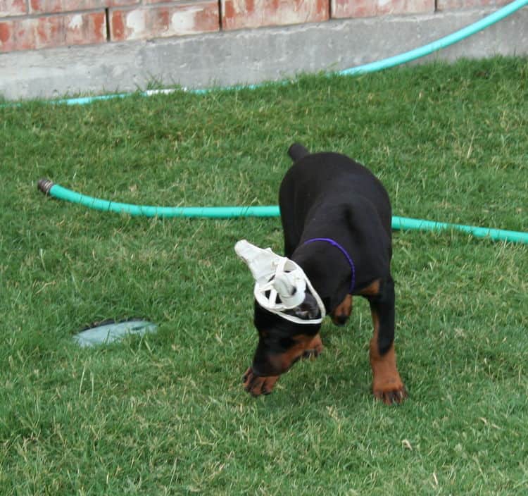 Doberman puppy