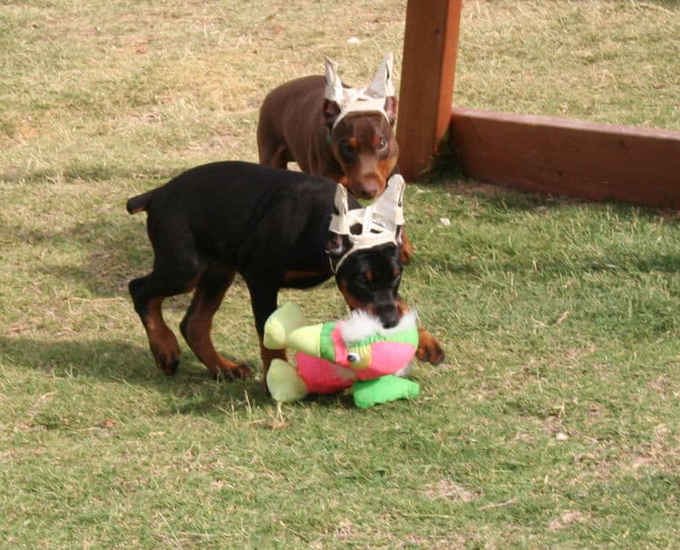 Doberman puppies