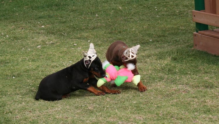 Dobe pups