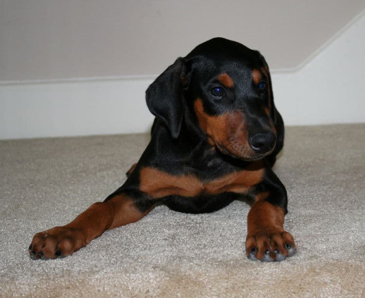 dobe puppy