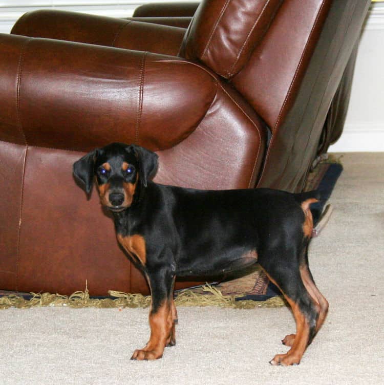 dobie pup