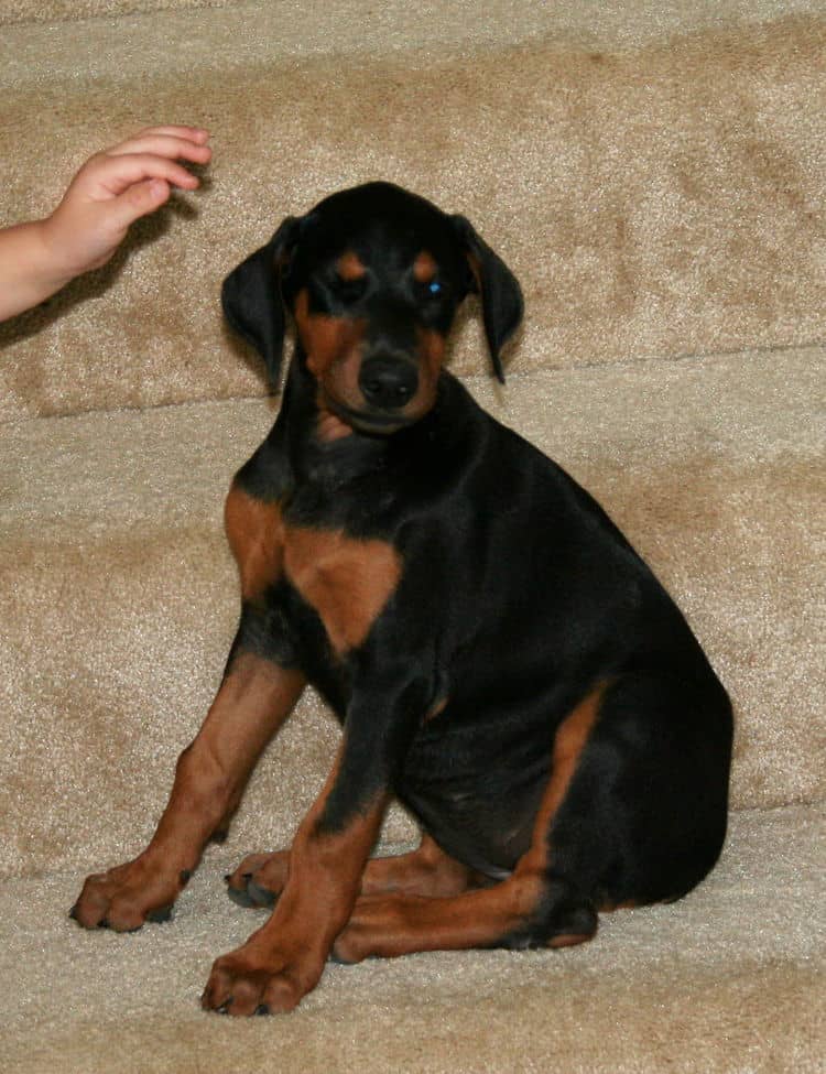 doberman puppy