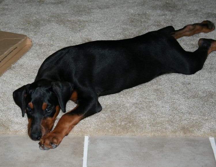 dobe puppy