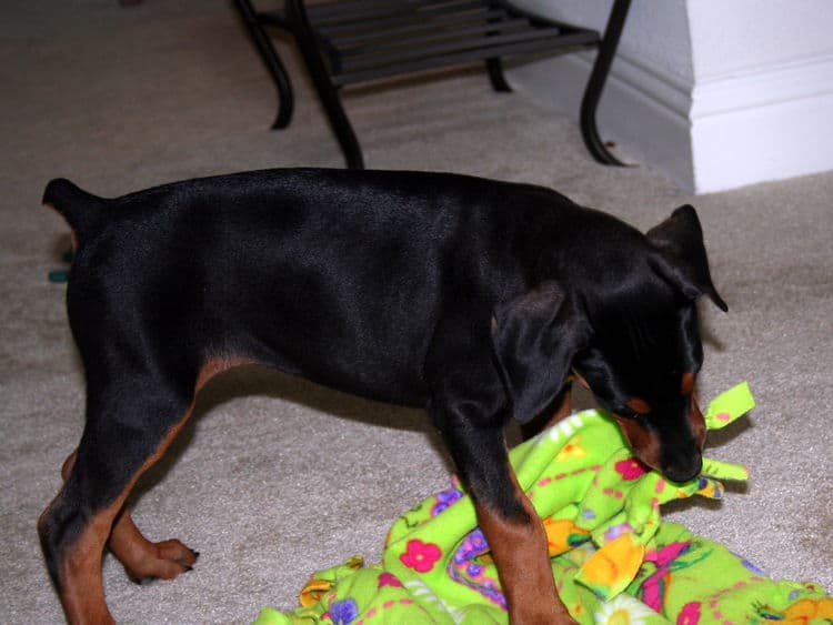 dobe pups