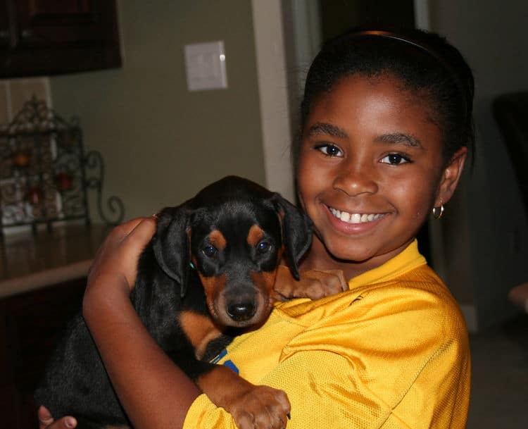 doberman puppy