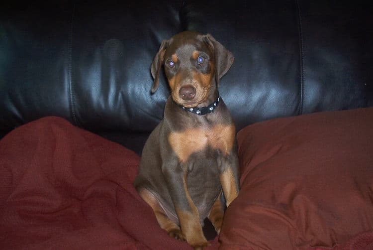 Doberman puppy