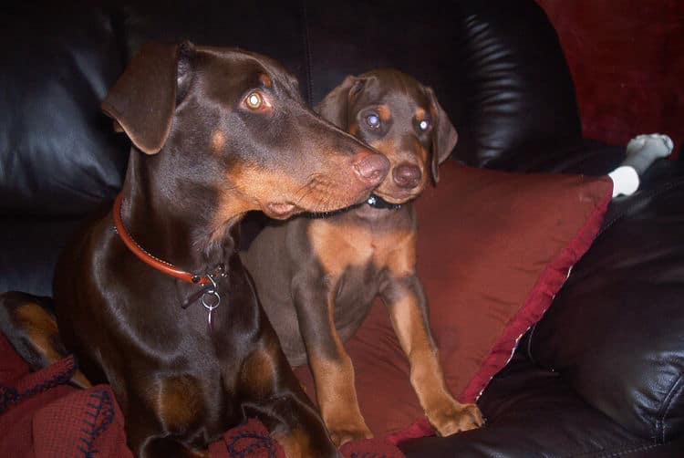 Doberman Pinschers