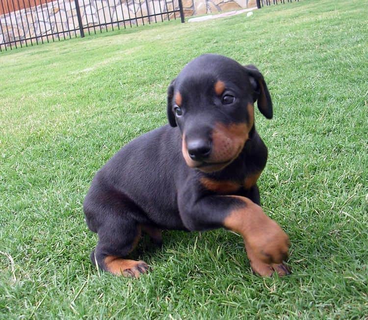 Dobe pup