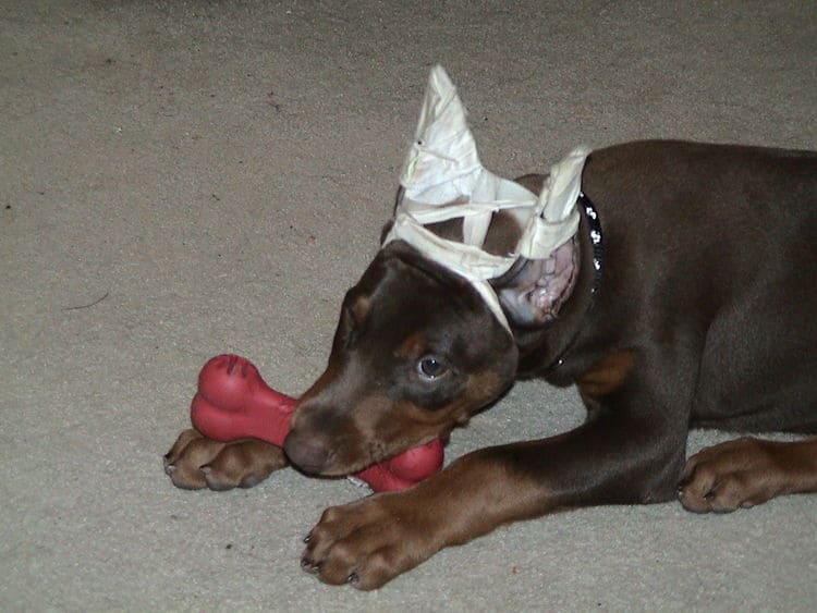 Dobe pup cropped