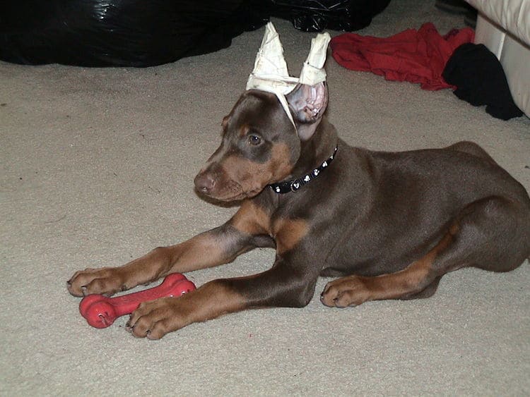 cropped ear doberman puppy