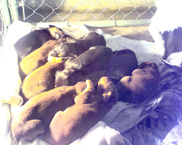 2 week old doberman puppies