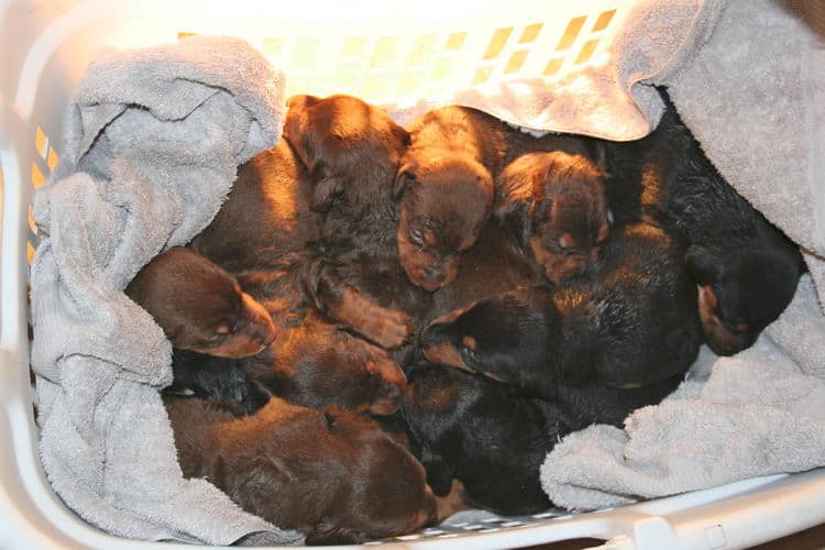 3 week old doberman puppies