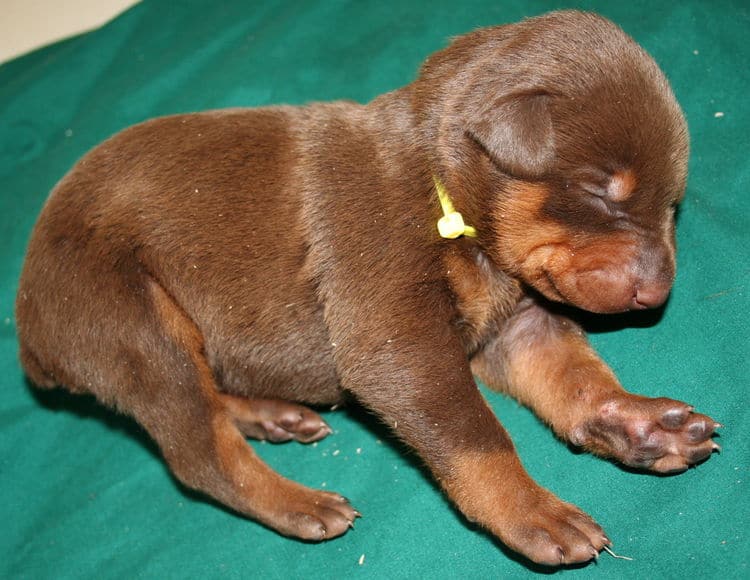 3 week old red and rust doberman male pup