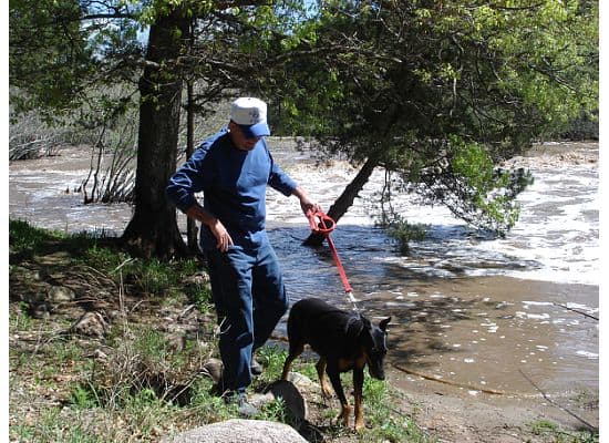 doberman exploring