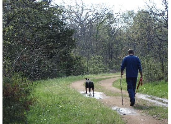 doberman exploring