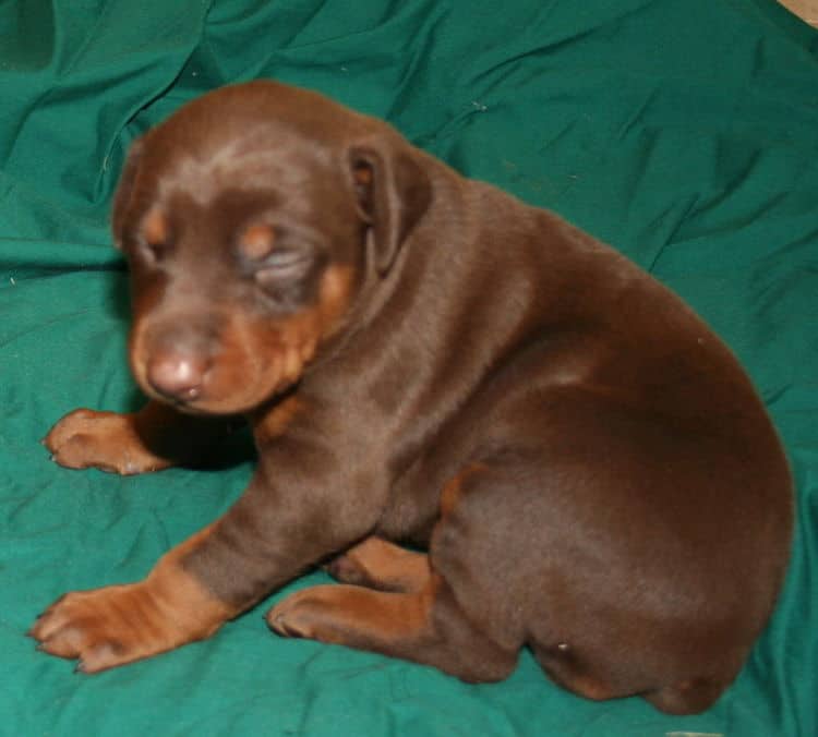 red and rust female dobermann puppy