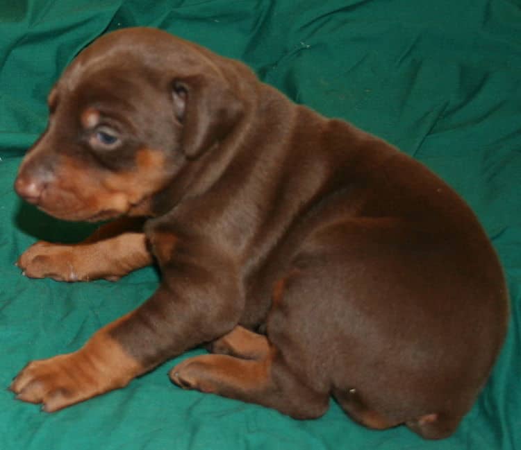 red and rust female dobermann puppy