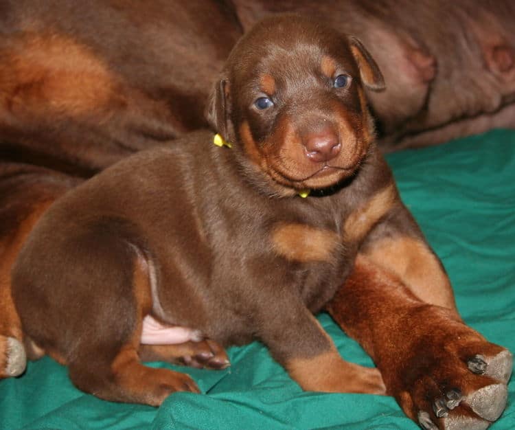 batth time for 3 week old red and rust doberman pups