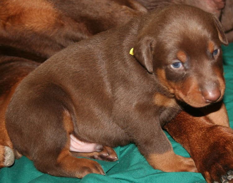 3 week old red and rust doberman male pup