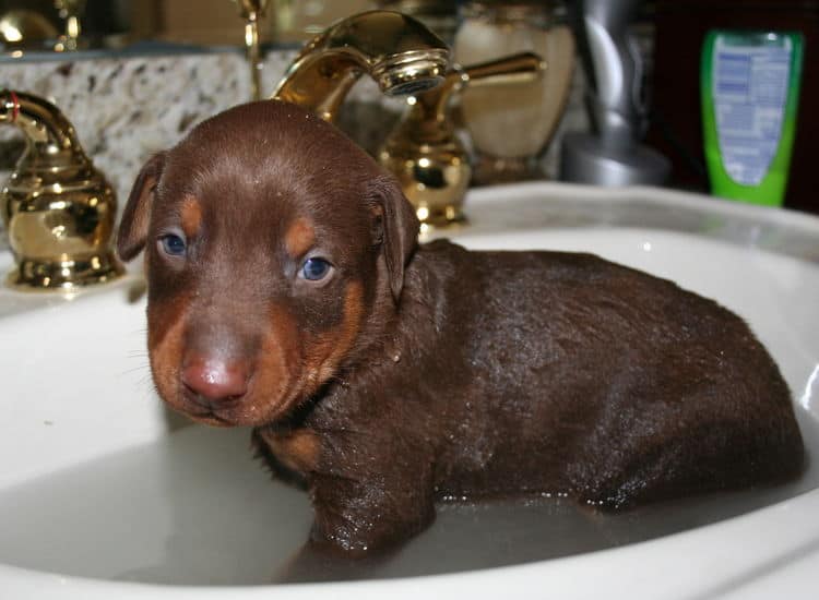 3 week old red and rust doberman male pup