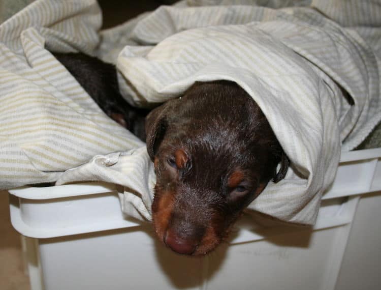 3 week old red and rust doberman male pup