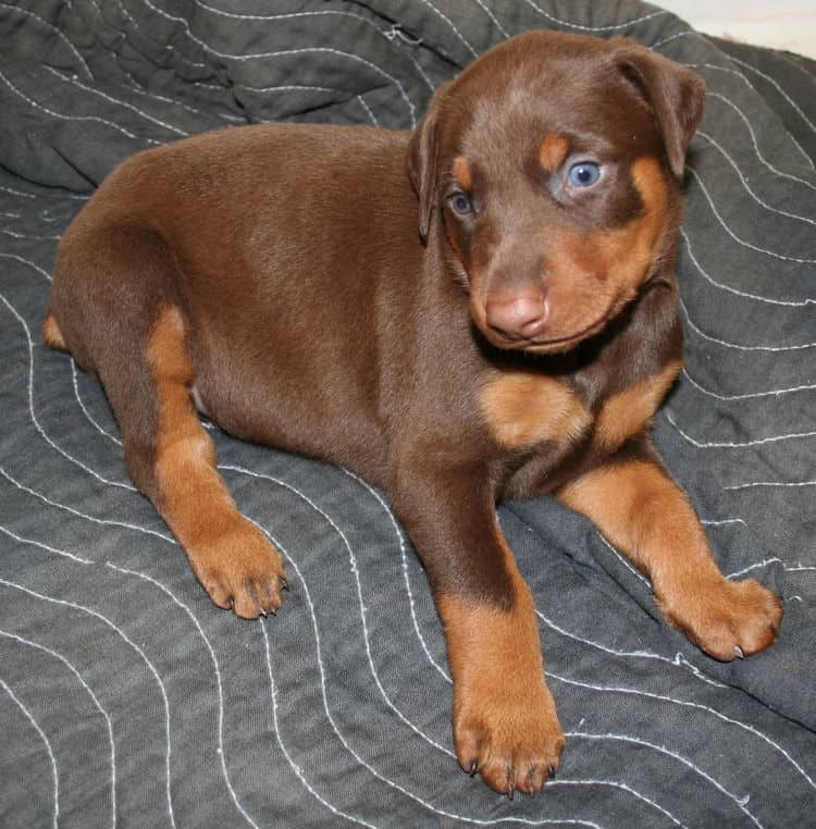 red male dobe pup