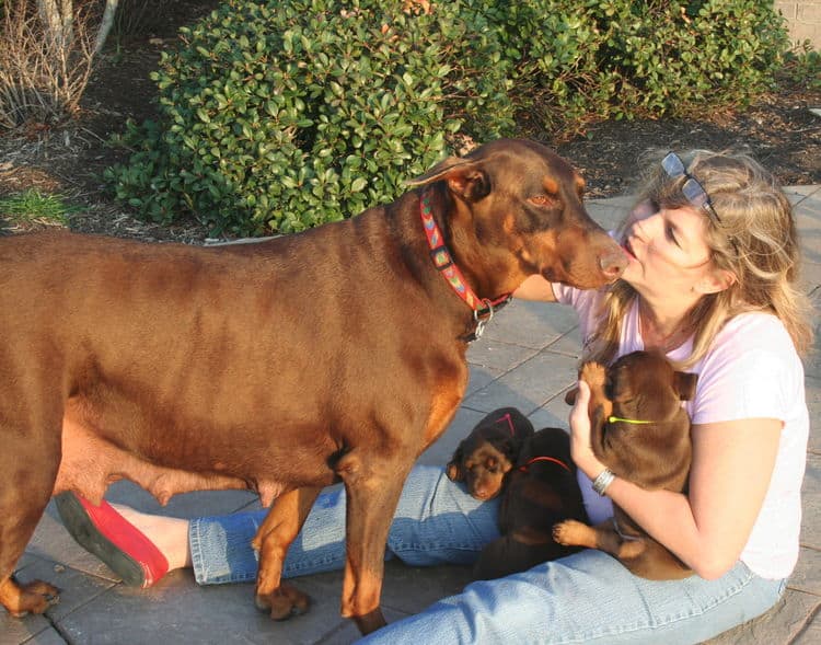 red male dobe pup with new owners
