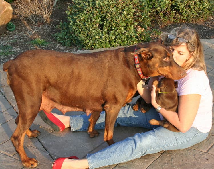 red male dobe pup with new owners