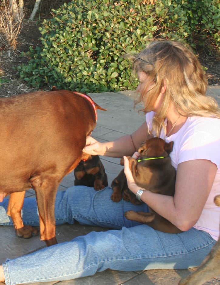 red male dobe pup with new owners